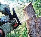 Best Tree Removal  in Webster City, IA