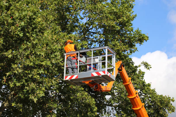 Best Tree Mulching  in Webster City, IA