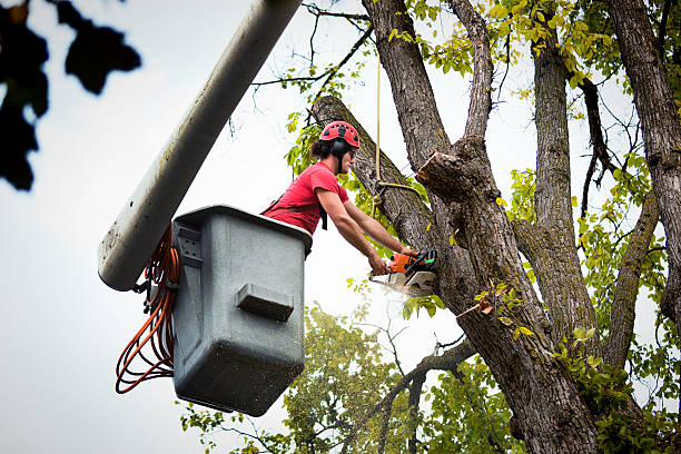 Best Stump Grinding and Removal  in Webster City, IA